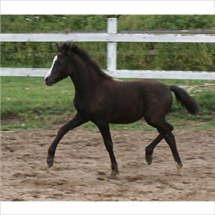 Welsh Mountain (sec A) Englykke's Espresso billede 1