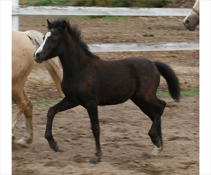 Welsh Mountain (sec A) Englykke's Espresso billede 2