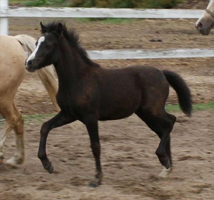 Welsh Mountain (sec A) Englykke's Espresso billede 3