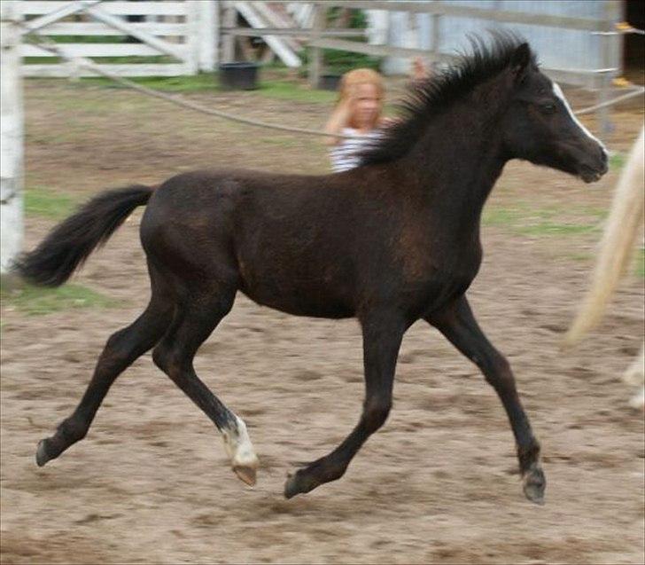 Welsh Mountain (sec A) Englykke's Espresso billede 4