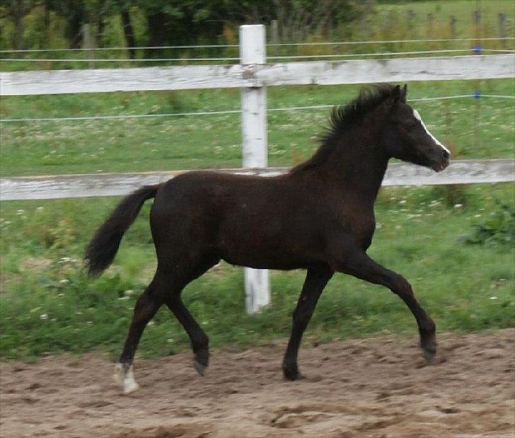 Welsh Mountain (sec A) Englykke's Espresso billede 6