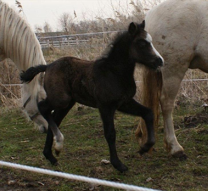 Welsh Mountain (sec A) Englykke's Espresso billede 7