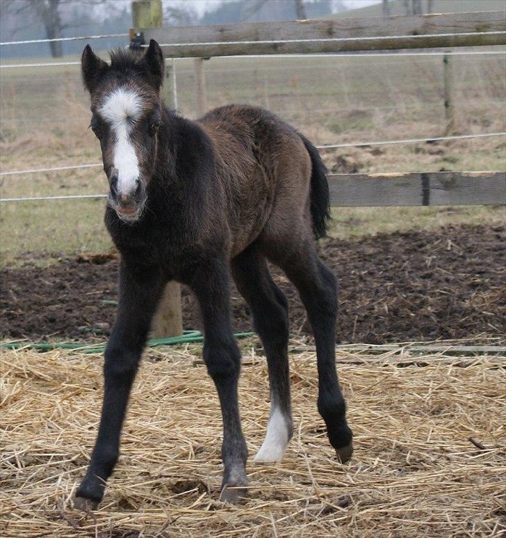Welsh Mountain (sec A) Englykke's Espresso billede 8
