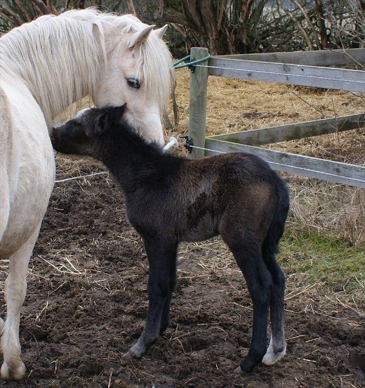 Welsh Mountain (sec A) Englykke's Espresso billede 9