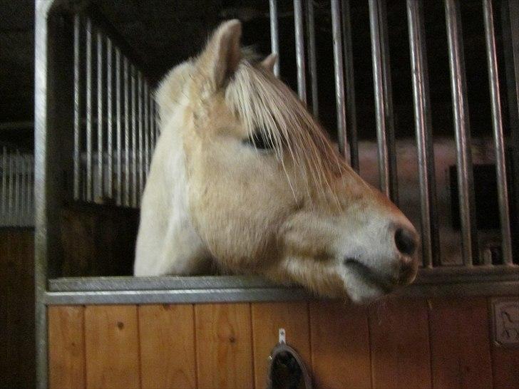 Fjordhest Model skovå (HINGST) billede 2