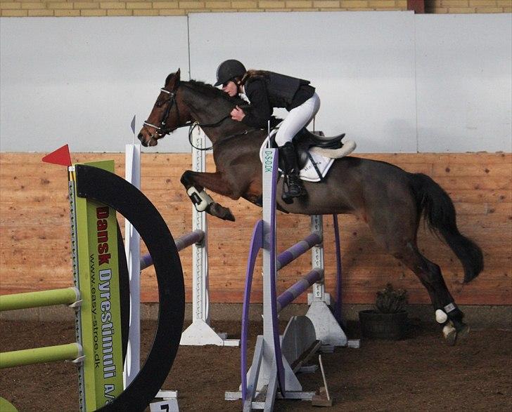 Anden særlig race Kehops De Nonville - Smukke kehops i aktion!   Billedet er taget af Nadja Eskesen(: 
LA**  billede 1