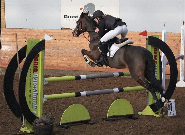 Anden særlig race Kehops De Nonville - Foto: Nadja Eskesen billede 4