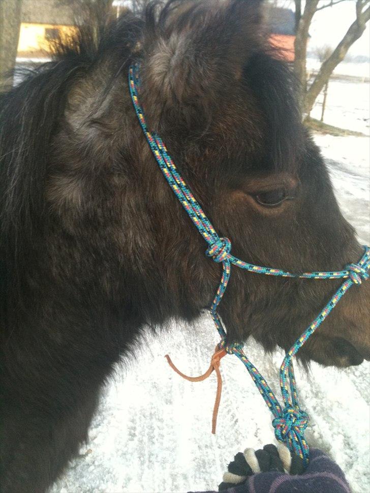 Welsh Mountain (sec A)  Cerét  - Nr 7 » there´s a glow in your eyes, and it´s larger than life <3 billede 6