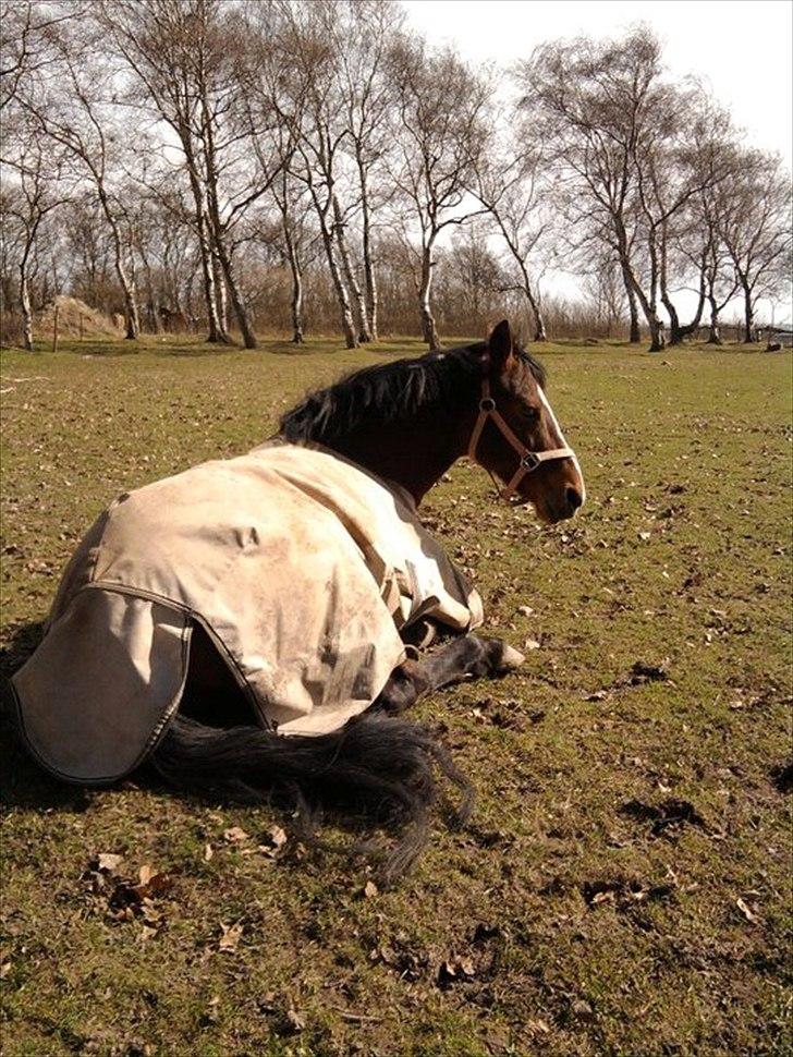 Anden særlig race Lady Nobél - Når man er træt så skal man jo :D billede 9