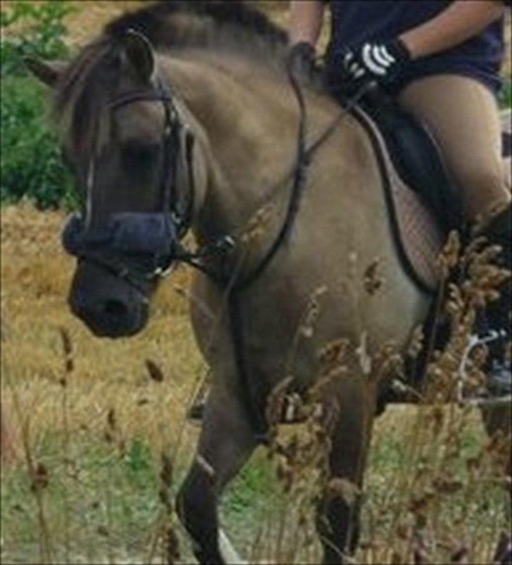 Anden særlig race Lola billede 1