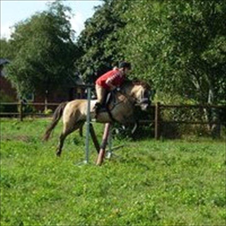 Anden særlig race Lola billede 3