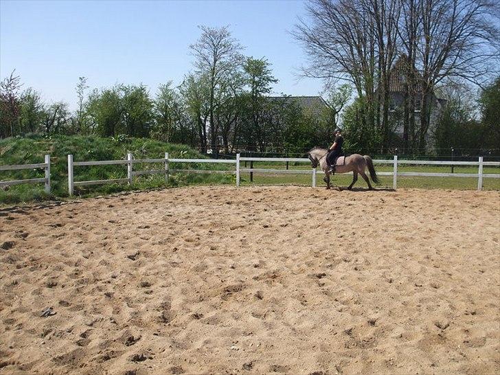 Anden særlig race Lola billede 4