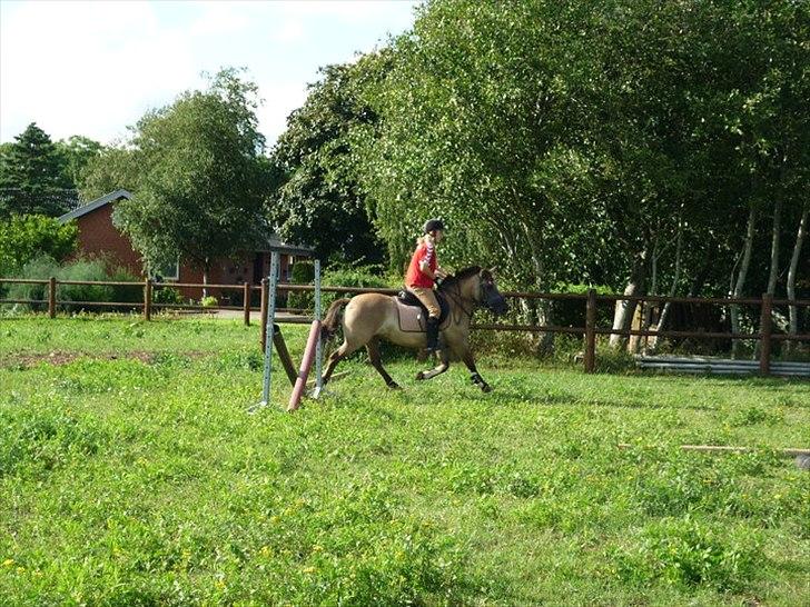 Anden særlig race Lola billede 5