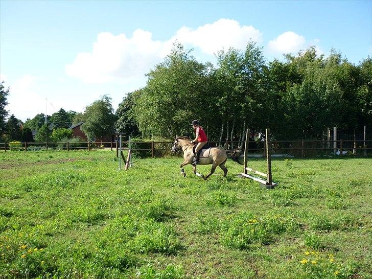 Anden særlig race Lola billede 6