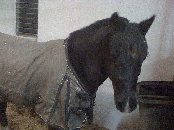 Anden særlig race Engtoft's Black Jack (solgt & savnet) - du er så kær billede 2