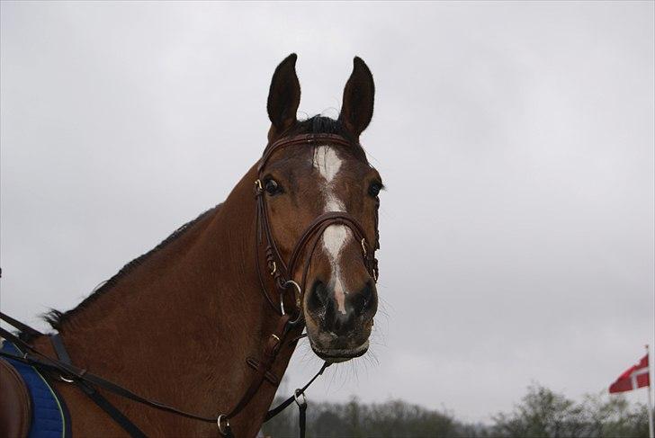 Dansk Varmblod Beise   billede 19