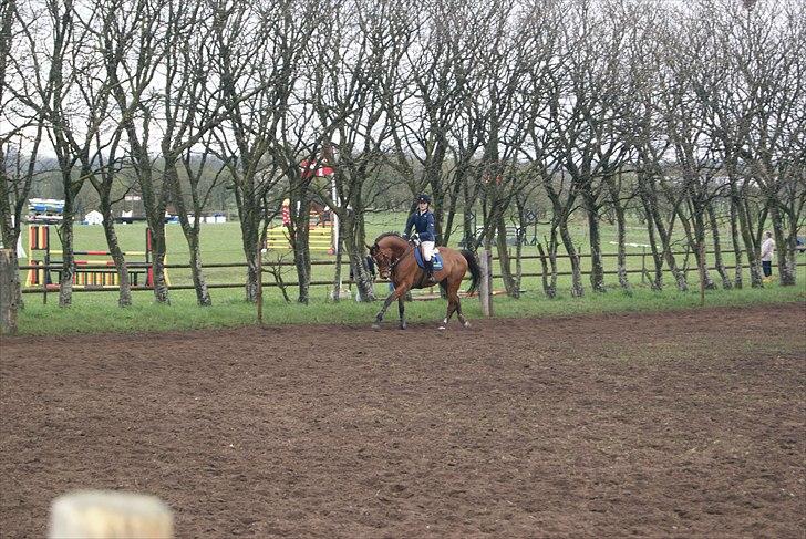 Dansk Varmblod Beise   billede 20