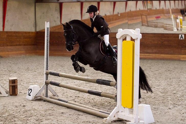 Anden særlig race Engtoft's Black Jack (solgt & savnet) - Første stævne på Black Jack, LB*1 billede 4