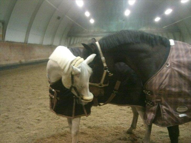 Anden særlig race Chapplin <3 Solgt :-( - min lille chapper i ridehus med Antares <333 billede 17