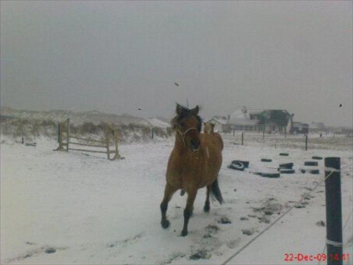 Anden særlig race LADY **SOLGT** :-/ - min flotte pony billede 8