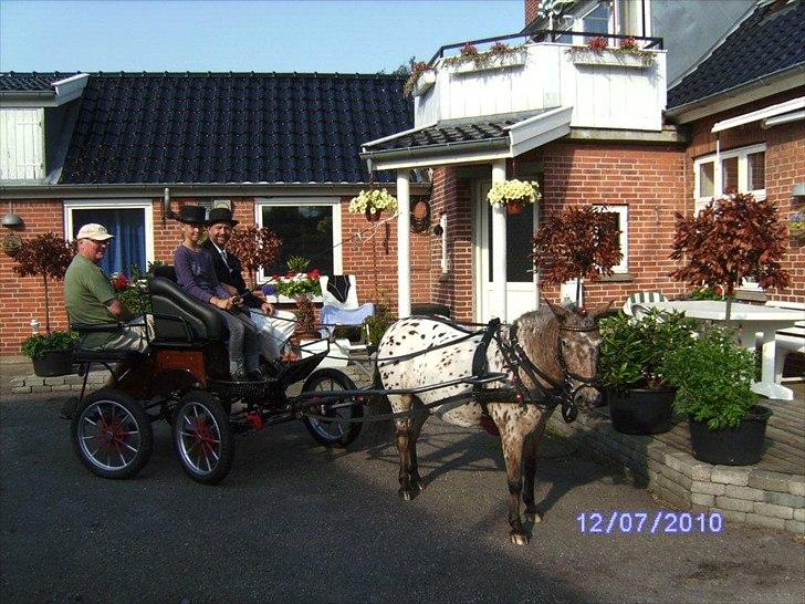 Appaloosa Pippi [Drømmeponyen] - Miq og Pippi køre for fugle-kongen! :D  billede 12