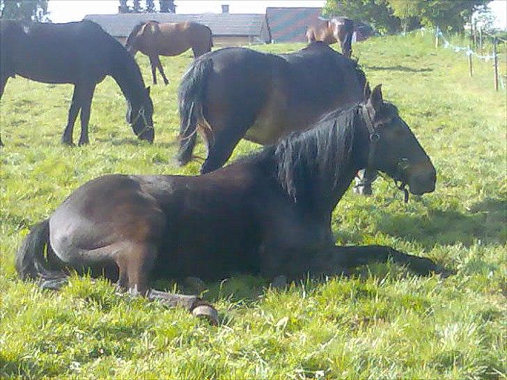 Anden særlig race Benito RIP my soulmate <3 - Benito Du var/er ubeskrivelig! Du er den mest fantastiske pony jeg har haft! Jeg elsker dig basse! Forstår ikke at du ikke er her mere! :'( billede 1