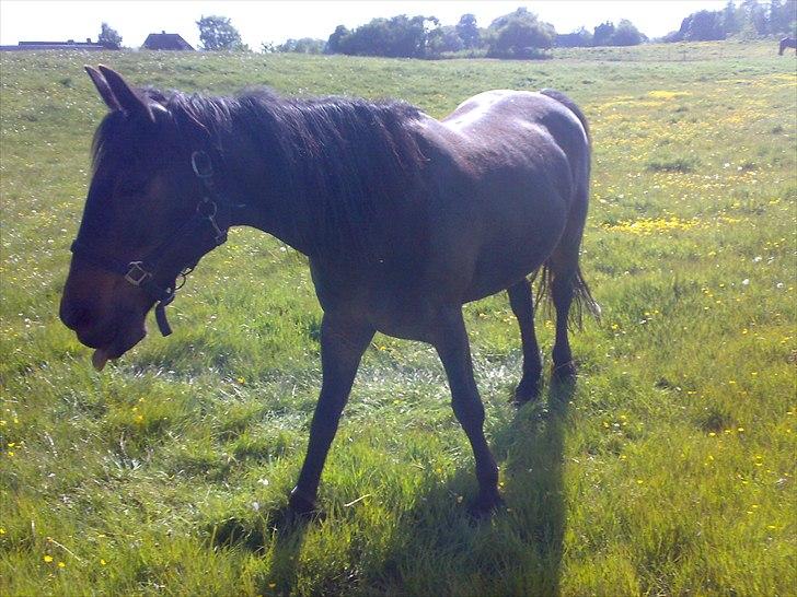 Anden særlig race Benito RIP my soulmate <3 - Savner dig så ubeskriveligt meget! Du var virkelig den bedste! Du lærte mig så meget! Du gjorde mig klog på ting jeg ikke vidste og du kunne altid tørre dårligt humør af! Du var altid glad! min lille frækkert! :') Hver en time med dig var det bedste! :') billede 4