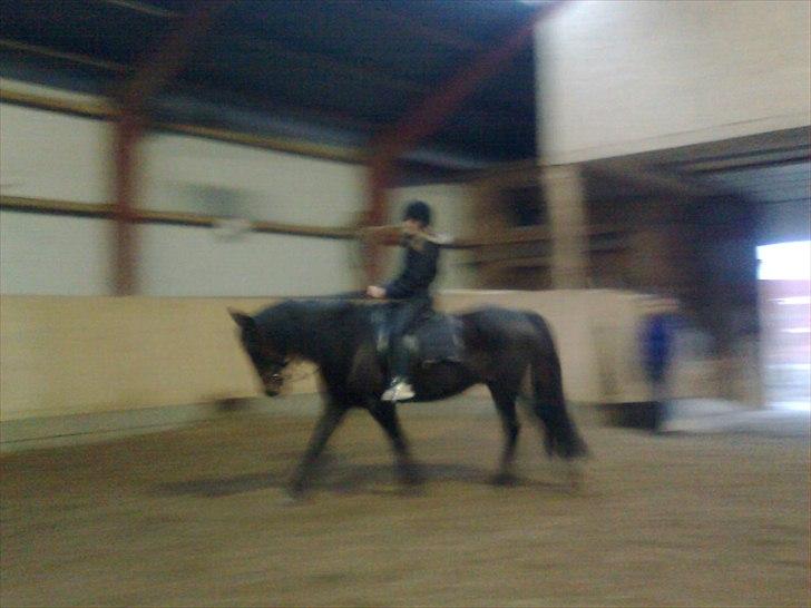 Anden særlig race Benito RIP my soulmate <3 - Du var så tålmodig og selvom det var en anden rytter der satte sig op, bar du vedkommende pænt og gjorde aldrig noget ondt! DU ER DEN MEST FANTISKE JEG NOGENSINDE HAR KENDT! billede 6