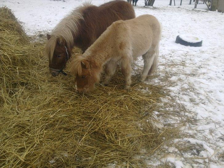 Anden særlig race benny  billede 6