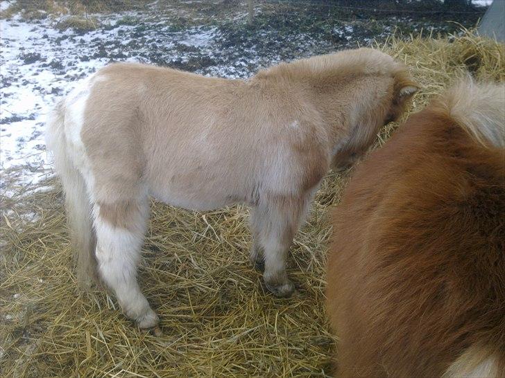 Anden særlig race benny  billede 8