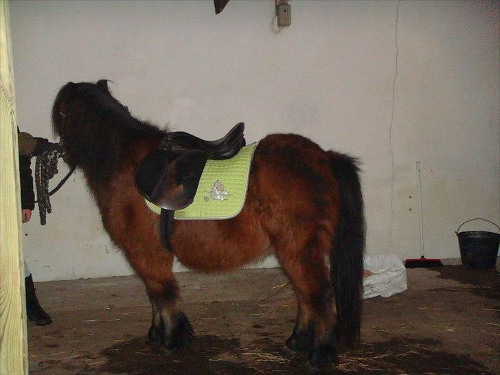 Anden særlig race Jolly - her er jolly i tilridning :)lidt tyk er man vel :) billede 7