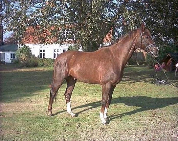Dansk Varmblod Gørklintgårds Darwin billede 11