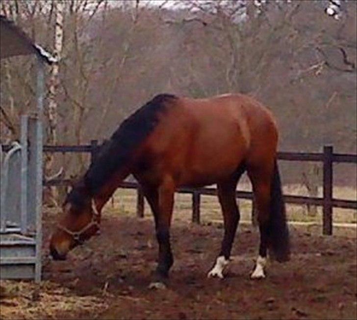 Anden særlig race Lilholm Romanó billede 10