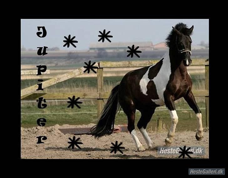 Pinto Jupiter RIP billede 13