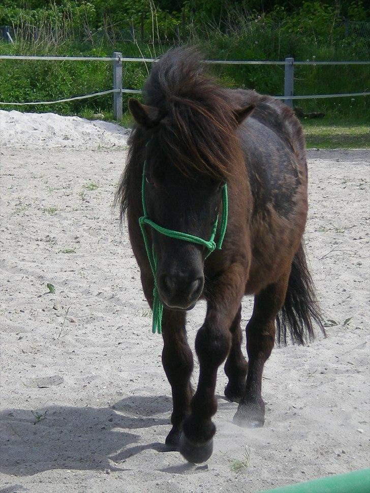 Shetlænder Magnum :) NUMSEN :D <3 - Smukke <3 billede 11