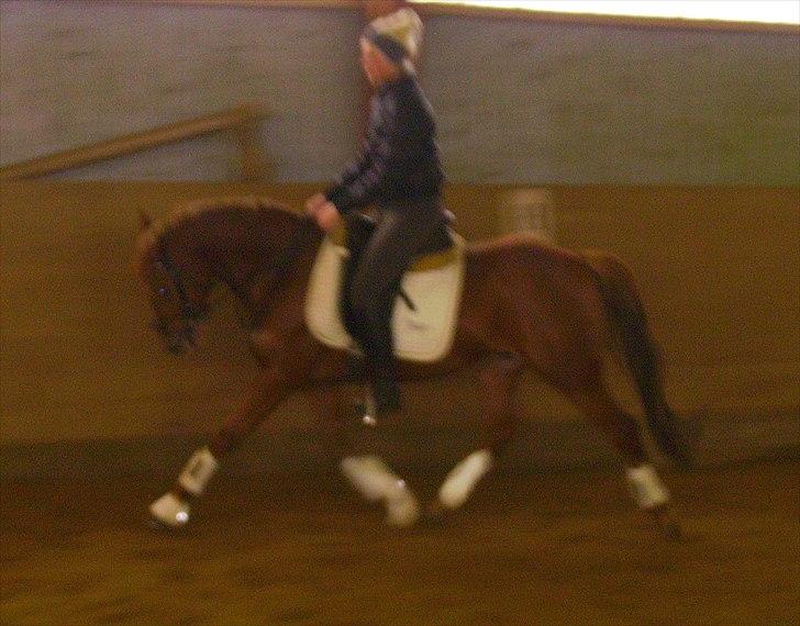 Tysk Sportspony Malibu billede 7