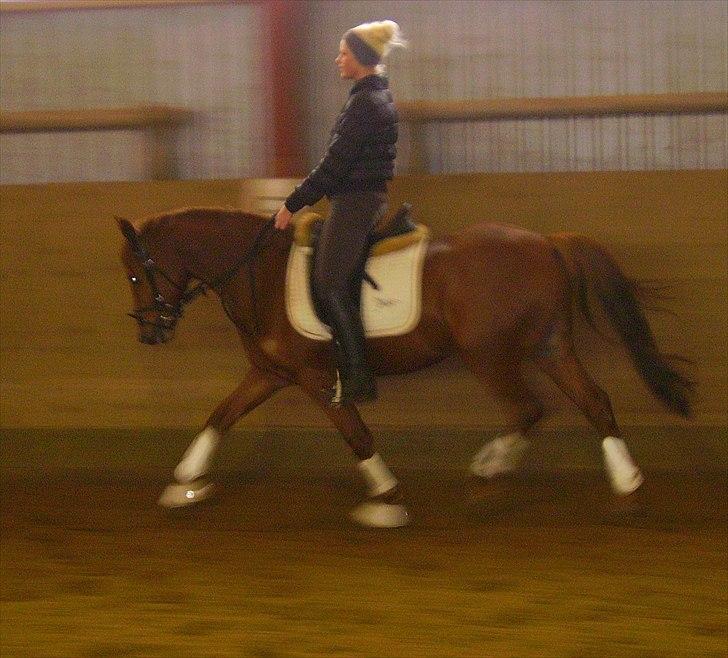 Tysk Sportspony Malibu billede 9