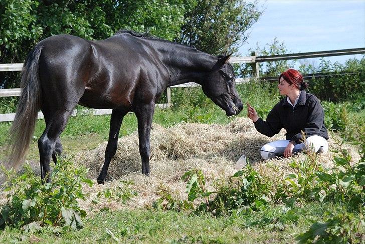 Arabisk fuldblod (OX) GS Sharif Ibn Gamil  - Foto : Kida Arabians billede 10