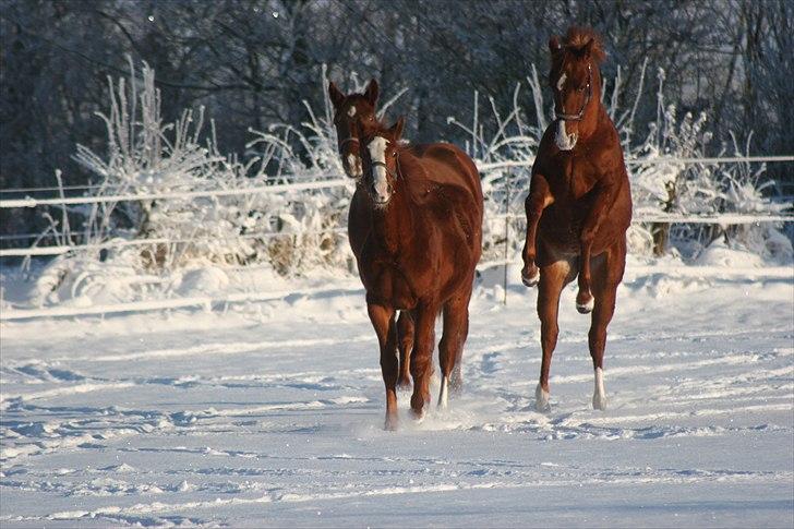 Quarter TC Minty Chocolate R.I.P.  - Hehe det er bøllen helt ude til højre der er minty hihi billede 10
