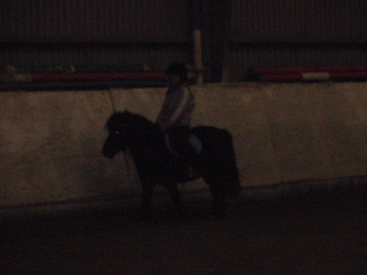 Shetlænder Hugo - [vi savner dig allesammen] billede 7