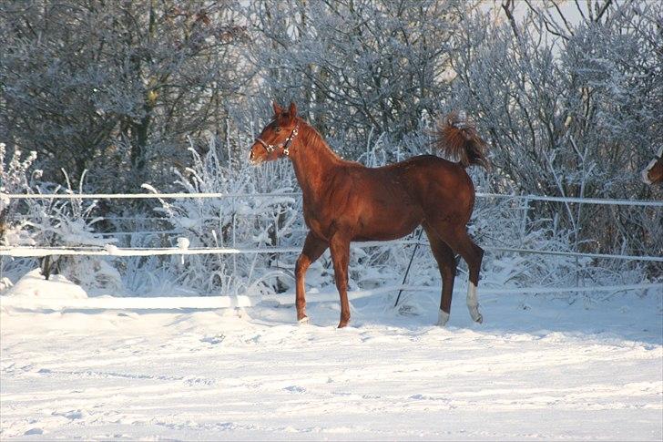Quarter TC Minty Chocolate R.I.P.  billede 11