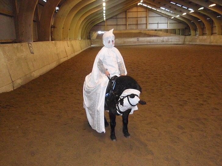 Shetlænder Hugo - fastelavn, så flotte! billede 8