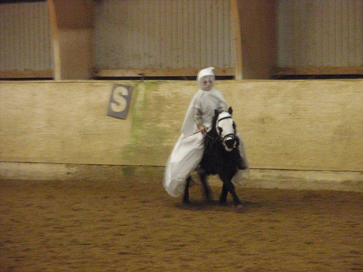 Shetlænder Hugo billede 9