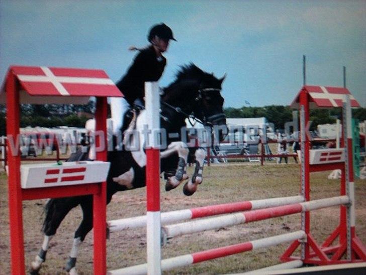 Pinto Jupiter RIP billede 14