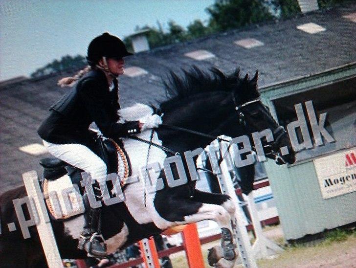 Pinto Jupiter RIP billede 15