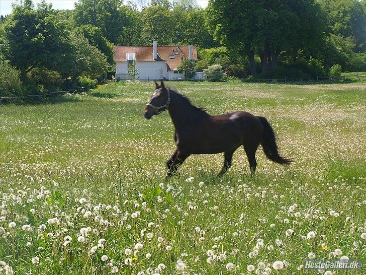 Anden særlig race Holtegårdens Splif - sommer<3 billede 7