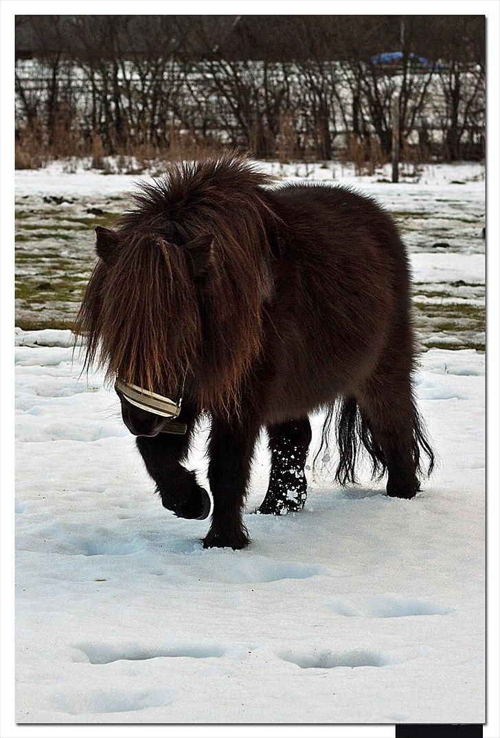 Shetlænder Mia-Bella billede 8