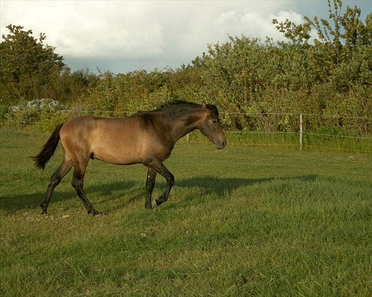 Pura Raza Española Masul de Cava - 2 år billede 1