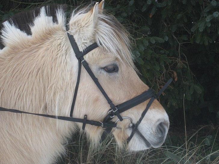 Fjordhest Galla Gudenå - Hovedbillede i vinters :-D
Foto - Kathrine billede 12