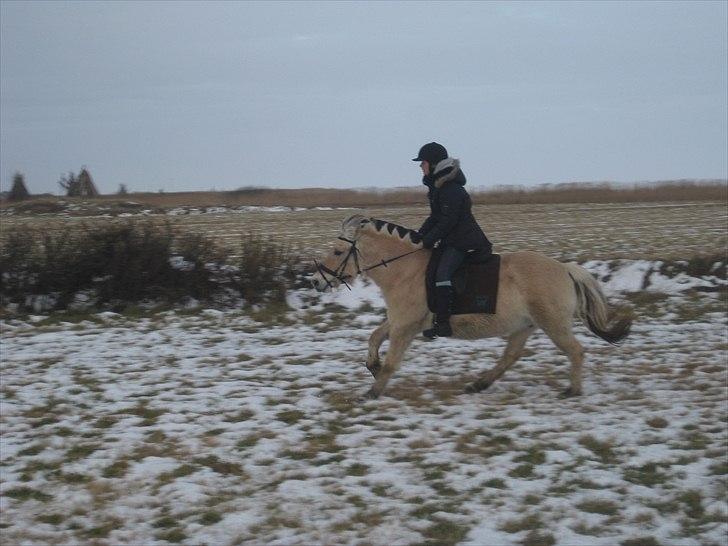 Fjordhest Galla Gudenå - Gallop i vinterlandskabet :-D
Foto - Kathrine billede 13